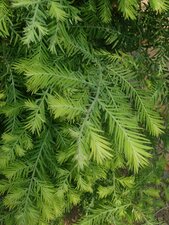 Sequoia sempervirens Leaf
